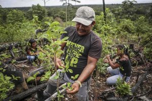 perubahan-iklim-dan-dampaknya-terhadap-kehidupan-liar-global